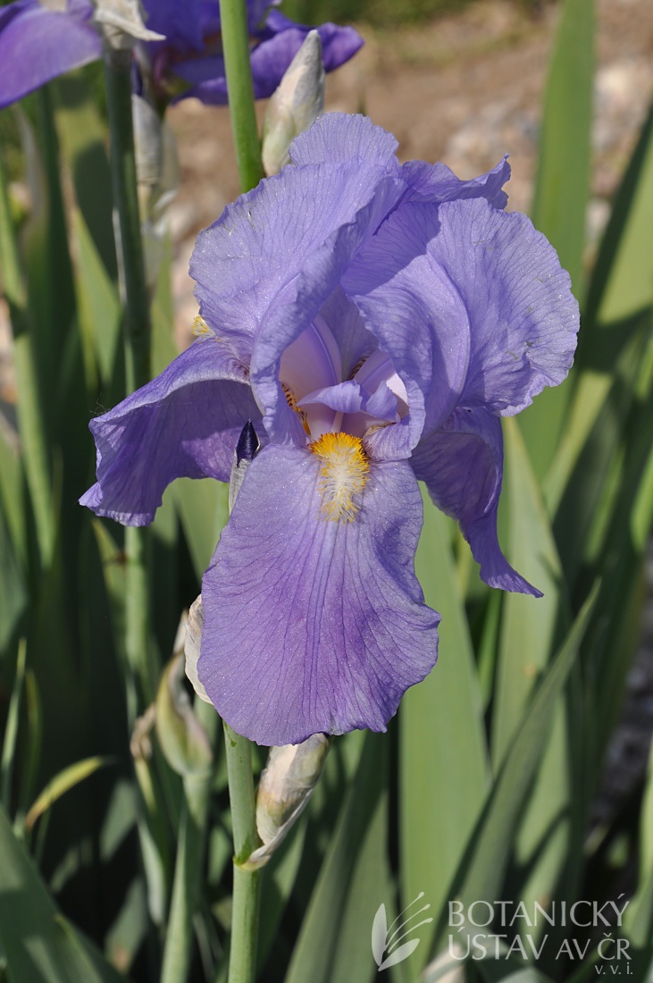 Iris germanica 'Empress of India'